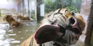 Оближи стекло – новая супер-забава для животных