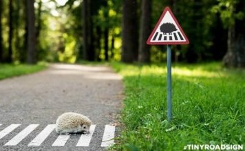 В Вильнюсе установили дорожные знаки для животных