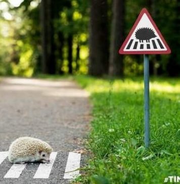 В Вильнюсе установили дорожные знаки для животных
