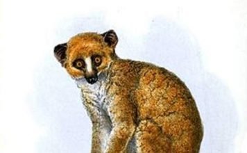 Золотые потто, они же медвежьи маки