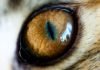 Охотник или жертва: ученые научились определять хищников по форме зрачка