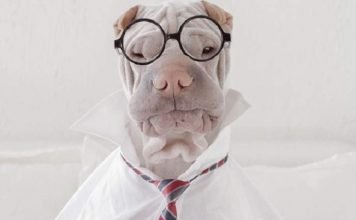 Звезда Инстаграма Паддингтон: 16 забавных фото, покоривших миллионы сердец