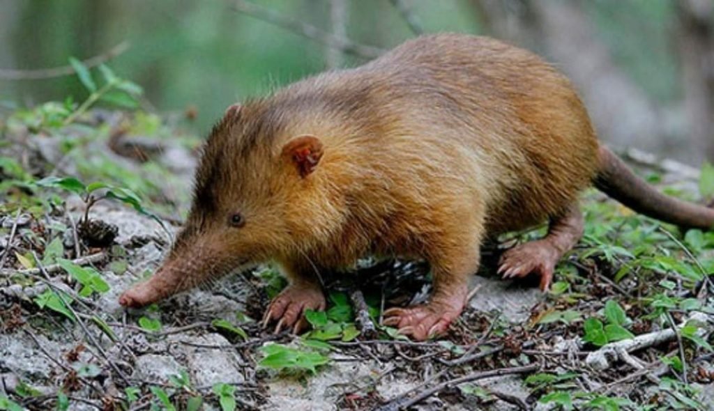 Щелезуб (Solenodon).