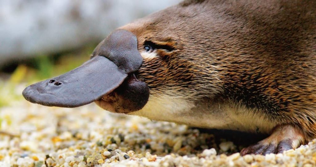 Утконос (Platypus).