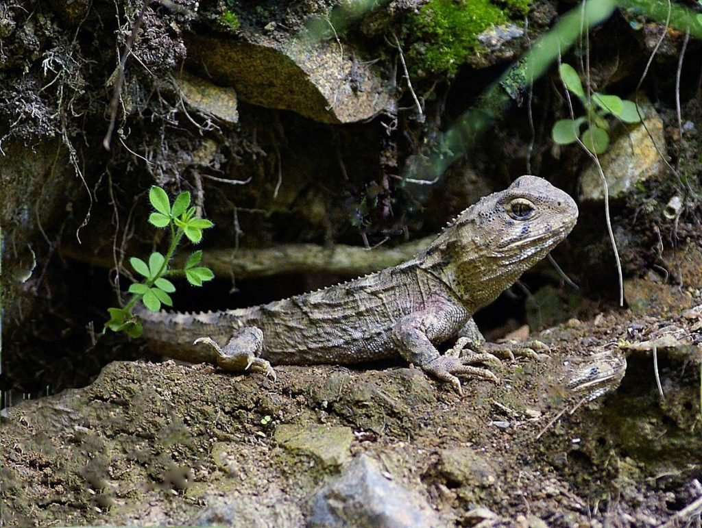 Гаттерия (Tuatara).