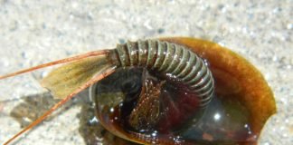 25 доисторических животных, доживших до наших дней