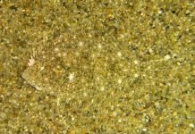 25 животных – чемпионов по маскировке