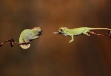 Животные со всех уголков планеты: 30 самых впечатляющих фотографий