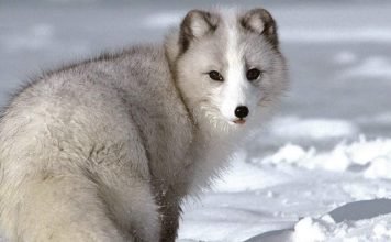 Лисопес, он же блюфрост, он же лисопесец