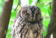 Африканская сплюшка или образ жизни обыкновенной совки