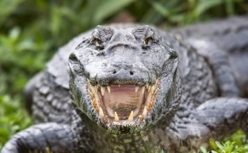 Крокодил из канализации: в Луизиане по улицам разгуливает 3-х метровая рептилия