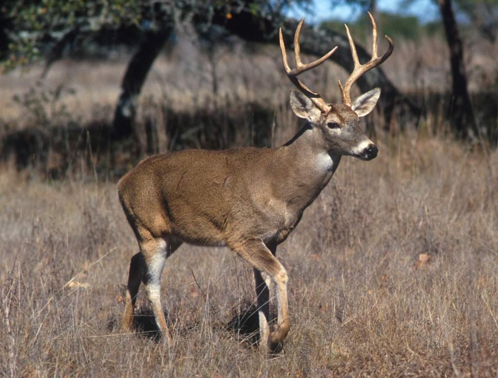 Американский олень (Odocoileus).