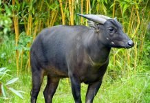 Аноа — буйвол с изюминкой