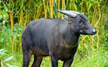 Аноа — буйвол с изюминкой