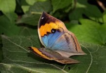 Бабочки-листовидки: отличительные признаки и образ жизни