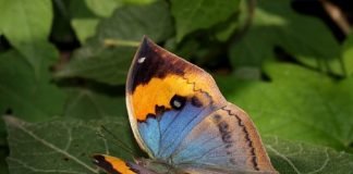 Бабочки-листовидки: отличительные признаки и образ жизни