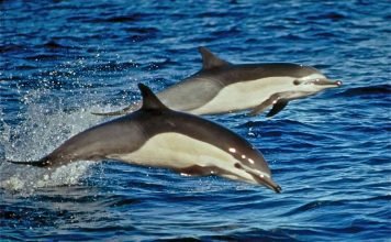 Белобрюхий или черный дельфин: особенности вида