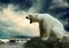 Ученые: белые медведи не вымрут, их спасут белые гуси и олени