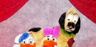 10 самых безумных причесок для собак