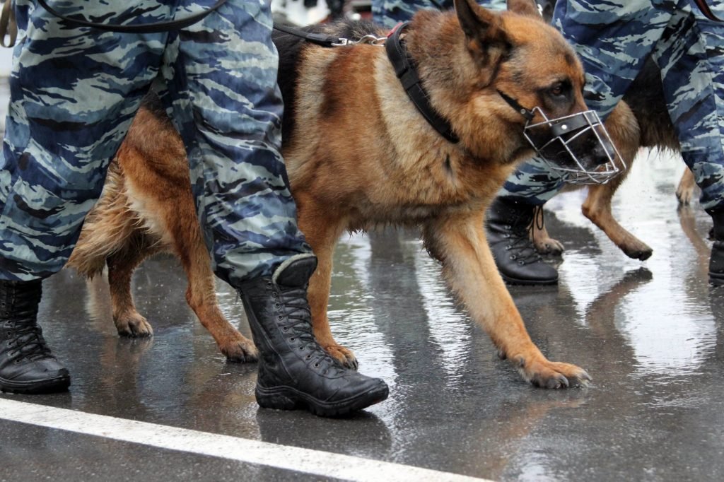 В наше время боевые собаки широко используются в правоохранительных органах, для поиска нелегального товара и т.д.