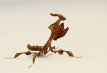 Богомол-призрак — особенности обитания в природе и в неволе