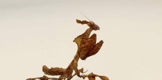 Богомол-призрак — особенности обитания в природе и в неволе