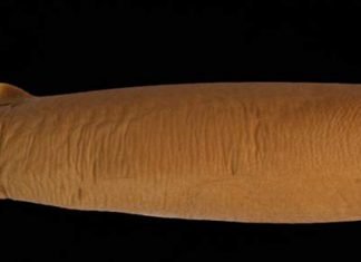 Бразильская светящаяся акула