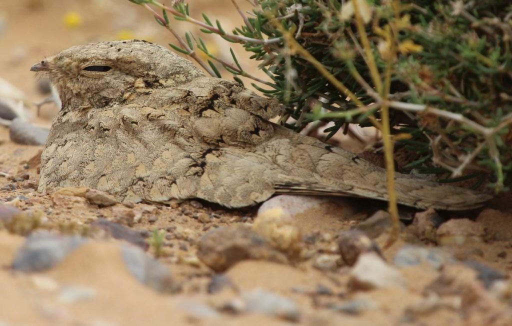 Буланый козодой (Caprimulgus aegyptius).