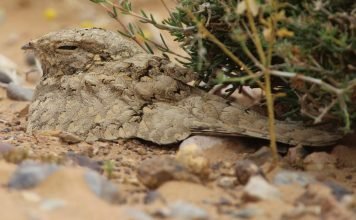 Козодой буланый. Фото козодоя