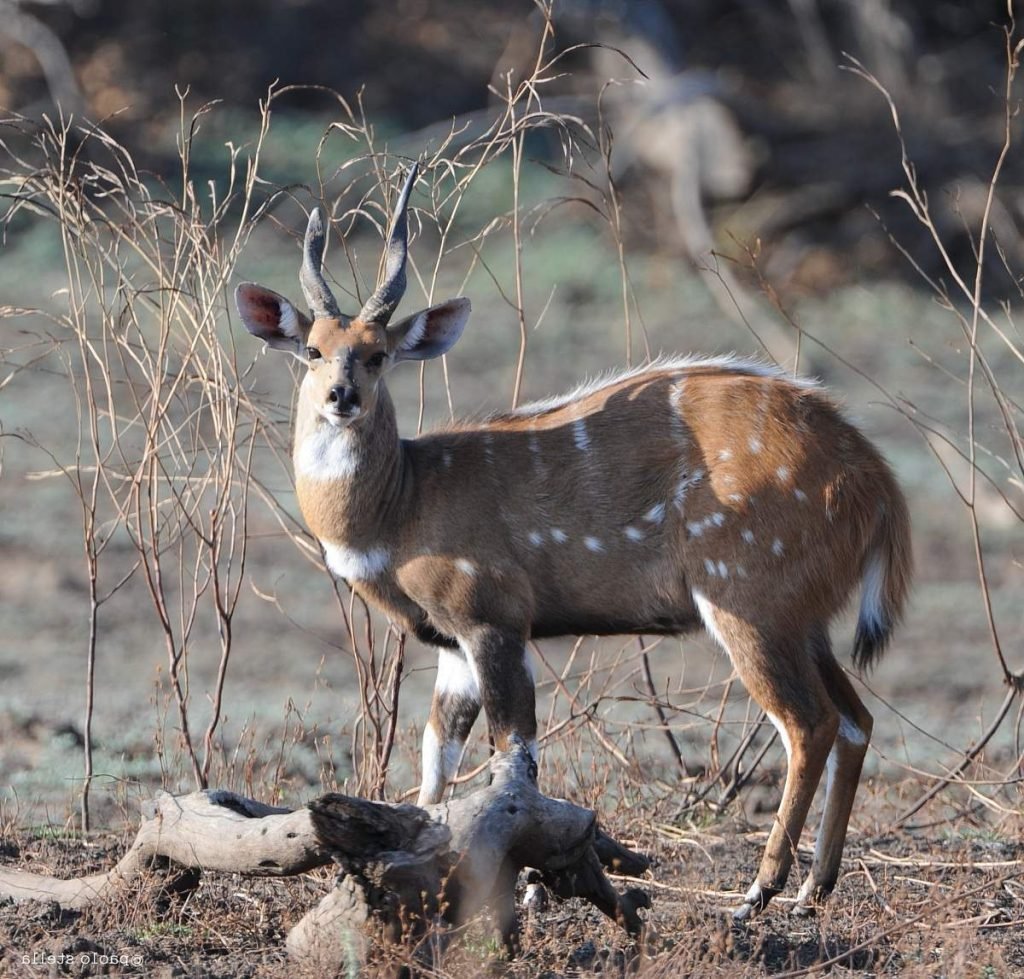 Лесная антилопа - бушбок (Tragelaphus scriptus).