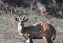Бушбок – малышка среди лесных антилоп