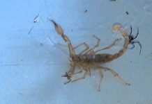 Ученые стравили желтого скорпиона и черную вдову