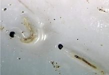 Черви в питьевой воде обнаружены жительницей Прокопьевска