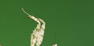 Цветочный богомол — самый яркий из семейства