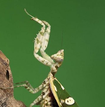 Цветочный богомол — самый яркий из семейства