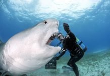 Самые опасные и удивительные фото: акулы и другие обитатели моря в объективе Даниэля Ботельо