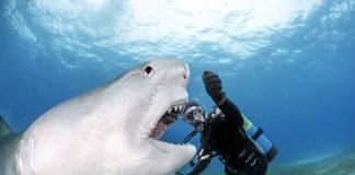 Самые опасные и удивительные фото: акулы и другие обитатели моря в объективе Даниэля Ботельо