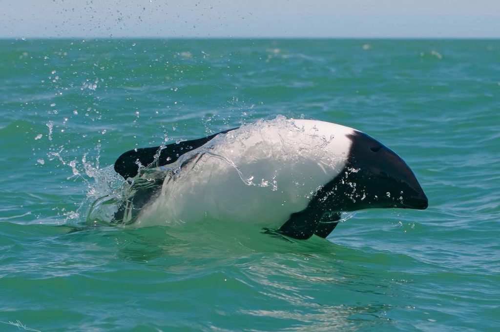 Дельфин Коммерсона (Cephalorhynchus commersonii).