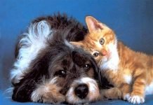 Десять самых популярных экзотических домашних животных