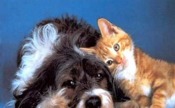 Десять самых популярных экзотических домашних животных