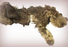 В Якутии найдены останки детеныша шерстистого носорога, умершего 34 тысячи лет назад