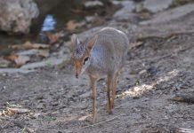 Дикдик Гюнтера – небольшое жвачное животное