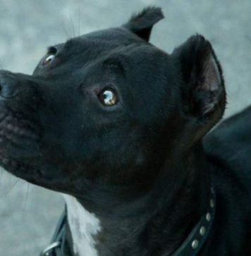 Собака-спасатель по кличке Багги была отравлена догхантерами