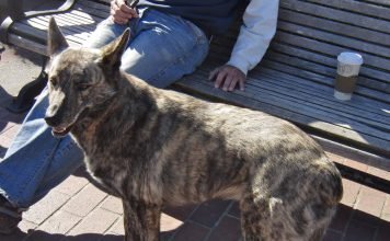 Догойот – результат связи койота с догом