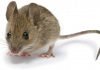 Домовая мышь. Фото домовых мышей