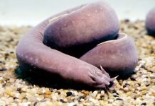 Дожившие до наших дней доисторические рыбы