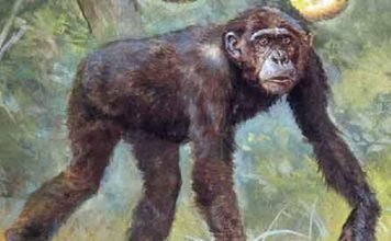 Дриопитек — вымерший предок человека