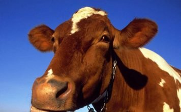 ДТП в Кузбассе: мотоциклист столкнулся с коровой