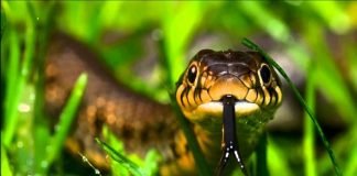 Двадцать занимательных фактов о змеях