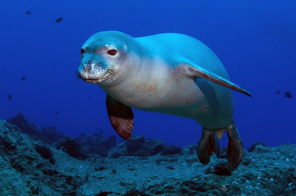 Гавайский тюлень-монах (Monachus schauinslandi).